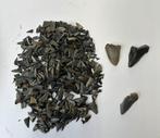 Megalodon Haaientanden, Verzamelen, Mineralen en Fossielen, Ophalen of Verzenden, Fossiel
