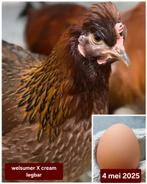 Jonge hennen mei 2025, Dieren en Toebehoren, Pluimvee, Vrouwelijk, Kip