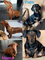 Dwerg/Kaninchen teckel pups korthaar, Dieren en Toebehoren, Honden | Teckels en Dashonden, België, Particulier, CDV (hondenziekte)
