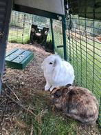 2 lieve konijntjes, Dieren en Toebehoren, Pluimvee, Meerdere dieren, Eend