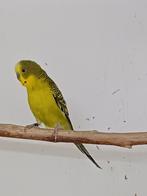 Grasparkieten, Meerdere dieren, Parkiet, Geringd