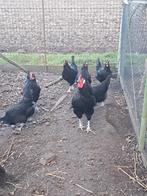 Broedeieren la flech te koop, Dieren en Toebehoren, Pluimvee, Geslacht onbekend, Kip