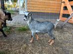 Blauwschimmel bok tekoop, Dieren en Toebehoren, Schapen, Geiten en Varkens, Mannelijk, Geit, 0 tot 2 jaar
