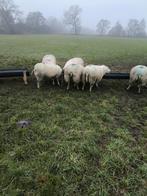 Te koop drachtige zuivere stamboek swifter ooien, Dieren en Toebehoren, Schapen, Geiten en Varkens, Vrouwelijk, Schaap