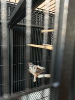 1koppel zebravinken en 3 jongen, Dieren en Toebehoren, Vogels | Kanaries, Meerdere dieren, Kleurkanarie