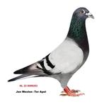 Jan Westen-Heremans Postduiven, Dieren en Toebehoren, Mannelijk, Postduif