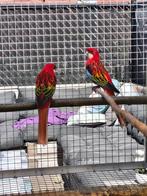 Koppel rosella, Dieren en Toebehoren, Meerdere dieren, Parkiet, Geringd