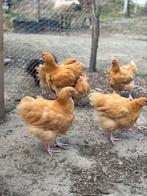 Orpington buff hanen te koop, Dieren en Toebehoren, Pluimvee, Mannelijk, Kip