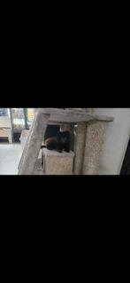 1 pomeriaan meisje choco de laatste van het nest, Overige rassen, CDV (hondenziekte), 8 tot 15 weken, Teef