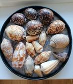 Prachtige schelpenverzameling, Verzamelen, Mineralen en Fossielen, Ophalen of Verzenden