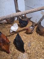 Welsemer kippen, Dieren en Toebehoren, Pluimvee, Vrouwelijk, Kip