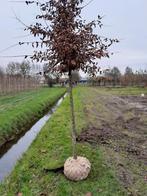 Haagbeuk (Carpinus betulus ), Tuin en Terras, Ophalen, Volle zon, Overige soorten