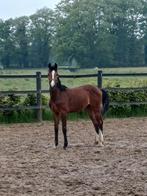 Van fokker 2 hengsten,  2 en 3 jarige, Dieren en Toebehoren, Paarden, Springpaard, Gechipt, Niet van toepassing, 0 tot 2 jaar