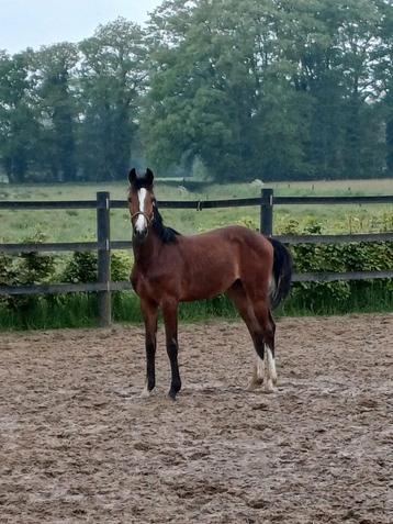 Van fokker 2 hengsten,  2 en 3 jarige  beschikbaar voor biedingen