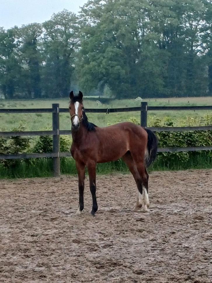 Van fokker 2 hengsten,  2 en 3 jarige, Dieren en Toebehoren, Paarden, Hengst, Niet van toepassing, 165 tot 170 cm, 0 tot 2 jaar