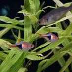 Rasbora heteromorpha, Dieren en Toebehoren, Vissen | Aquariumvissen, Vis