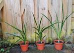 Sansevieria Fernwood Punk makkelijke kamerplant🪴OPHALEN🪴, Ophalen, Overige soorten, Halfschaduw, In pot