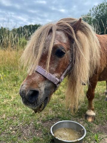 Shetlandpony - maatje voor een ander paard/pony beschikbaar voor biedingen