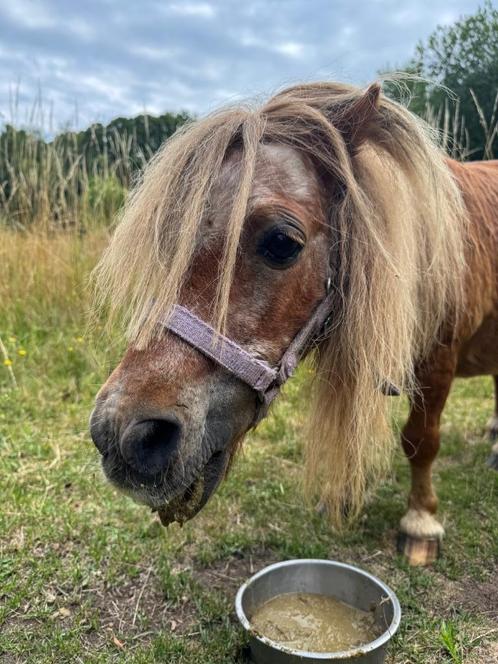 Shetlandpony - maatje voor een ander paard/pony, Dieren en Toebehoren, Pony's, Ruin, Niet van toepassing, A pony (tot 1.17m), Recreatiepony