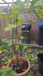 Vijgen boom, Ophalen of Verzenden