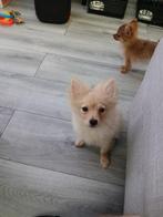 Pomeriaan x Chihuahua, Dieren en Toebehoren, Rabiës (hondsdolheid), 15 weken tot 1 jaar, Meerdere, Nederland