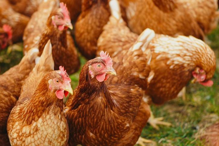 Jonge bruine legkippen/leghennen tegen de leg, Dieren en Toebehoren, Pluimvee, Kip, Vrouwelijk