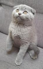 Britse korthaar x Fold kittens poesje en kater, Dieren en Toebehoren, Katten en Kittens | Overige Katten, Kortharig, Meerdere dieren