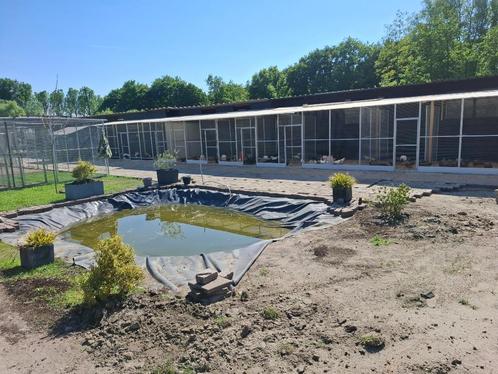 Ruime keuze uit allerlei rassen kippen, Dieren en Toebehoren, Pluimvee, Kip, Vrouwelijk