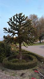 Apenboom, Tuin en Terras, Planten | Bomen, Ophalen, Halfschaduw, Overige soorten, 100 tot 250 cm