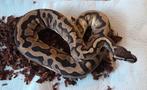 Piebald ball python man, Slang