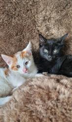 Super lieve aanhankelijke kittens te koop, Dieren en Toebehoren, Katten en Kittens | Overige Katten, Meerdere dieren