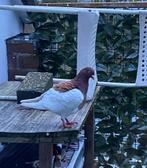 Te koop, Dieren en Toebehoren, Vogels | Overige Vogels, Vrouwelijk