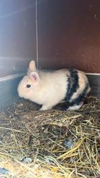 Tam Konijn gratis ophalen, Mannelijk