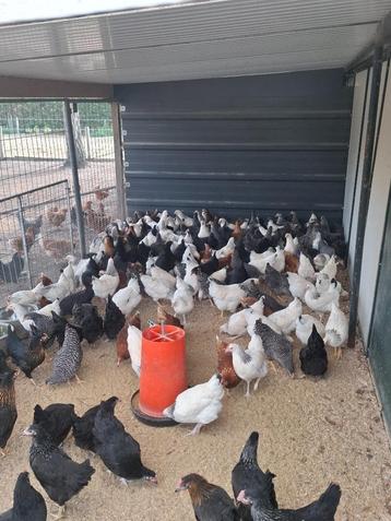 3 dagen 20% korting op alle pluimvee beschikbaar voor biedingen