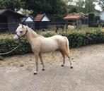 Chique palomino merrie jaarling (B pony), Dieren en Toebehoren, Pony's, Merrie, Gechipt, Niet van toepassing, 0 tot 2 jaar