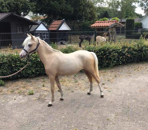 Chique palomino merrie jaarling (B pony), Dieren en Toebehoren, Pony's, Merrie, Niet van toepassing, B pony (1.17m tot 1.27m)