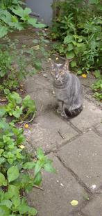 Baasje gezocht voor katertje Chico., Dieren en Toebehoren, Katten en Kittens | Overige Katten, Kater, 3 tot 5 jaar