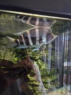 1 Frontosa cichlide 17cm, Dieren en Toebehoren, Vissen | Aquariumvissen, Vis, Zoetwatervis