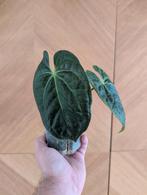 Anthurium Magnificum x Luxurians, Huis en Inrichting, Kamerplanten, Ophalen of Verzenden, Halfschaduw, Minder dan 100 cm