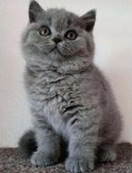 Prachtige volbloed Britse korthaar kittens, Meerdere dieren, Ontwormd, 0 tot 2 jaar