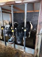 Dikbil pinken runderen