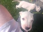 Dogo argentino pups, Dieren en Toebehoren, Overige rassen, 8 tot 15 weken, Meerdere, Meerdere dieren