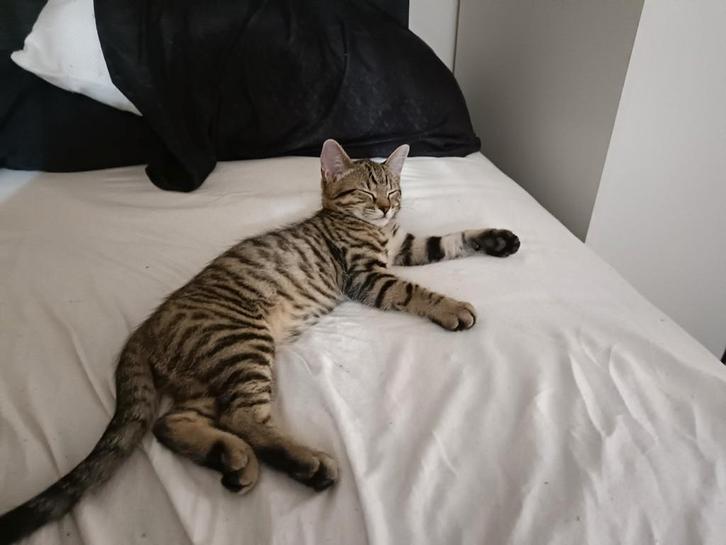 Op zoek naar een liefdevol huisje.️, Dieren en Toebehoren, Katten en Kittens | Dekkaters, 0 tot 2 jaar