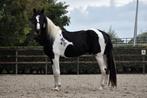 ** Lieve bonte 3 jarige ruin  een echte eyecatcher! **, Dieren en Toebehoren, Paarden, Gechipt, Ruin, 3 tot 6 jaar, 160 tot 165 cm