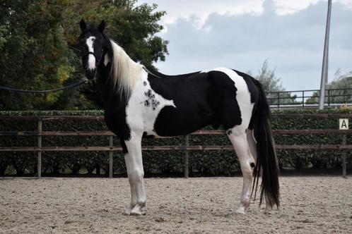 ** Lieve bonte 3 jarige ruin  een echte eyecatcher! **, Dieren en Toebehoren, Paarden, Ruin, Onbeleerd, 160 tot 165 cm, 3 tot 6 jaar