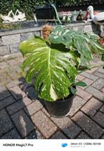 Zeldzame kamerplanten en stekjes️, Ophalen of Verzenden, Halfschaduw, Minder dan 100 cm