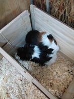 Schattige cavia mannen, Cavia, Mannelijk, December, Tam