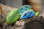 Smaragd hagedis te koop gezocht.Lacerta viridis of bilineata, Hagedis, 0 tot 2 jaar
