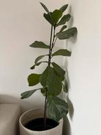 Fiddle leaf fig Ficus Lyrata, Huis en Inrichting, Kamerplanten, Ophalen, Ficus, Halfschaduw, In pot