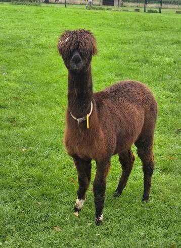 Supermooie Alpaca Merrie met Veulen, Bont beschikbaar voor biedingen